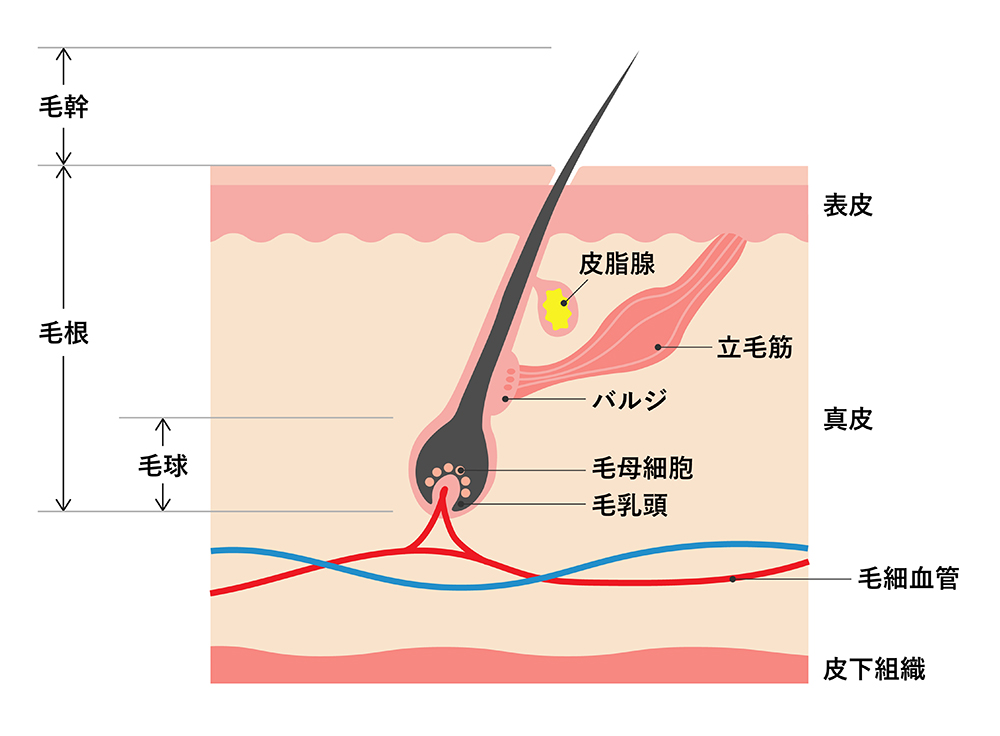 毛の構造